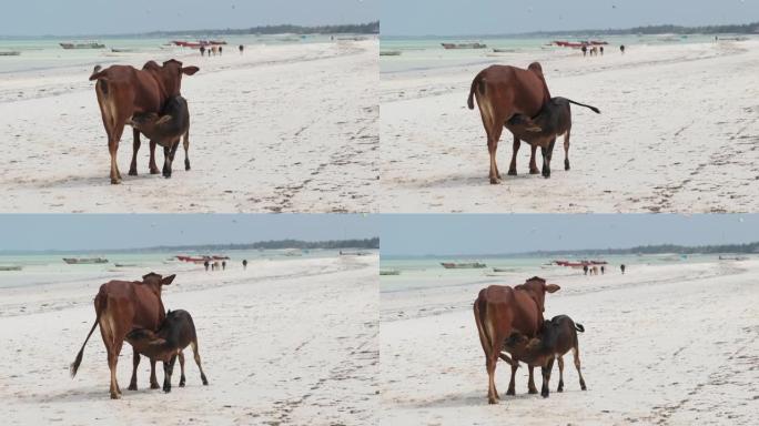 非洲驼背牛在桑给巴尔的热带沙滩上喂养小牛