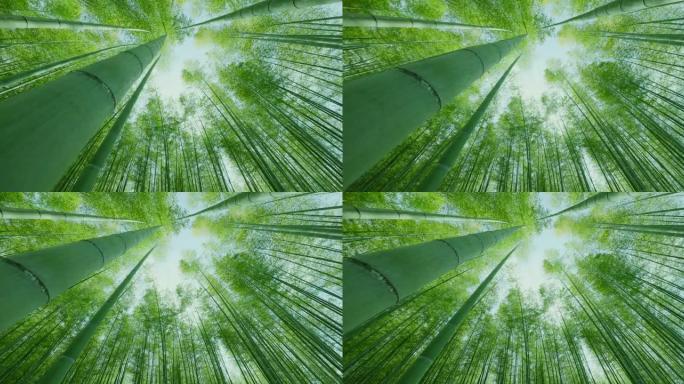 颜色美丽的新鲜绿色竹林