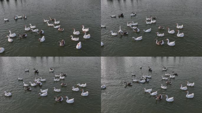 鸭子 一群鸭子在水面  生态 鸭子游泳