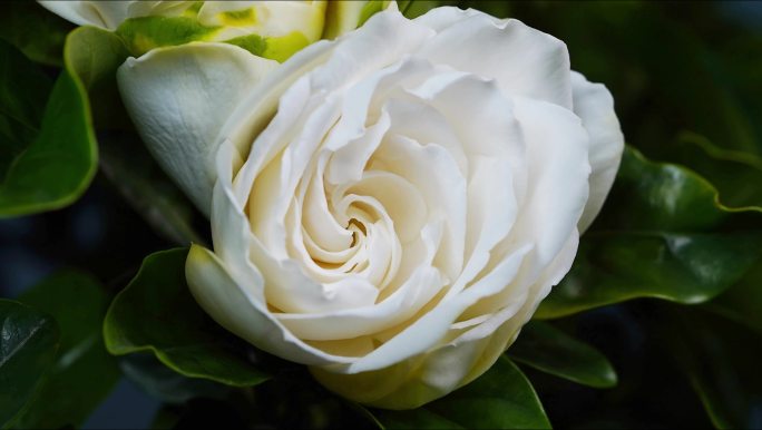 栀子花开特写 栀子花开过程