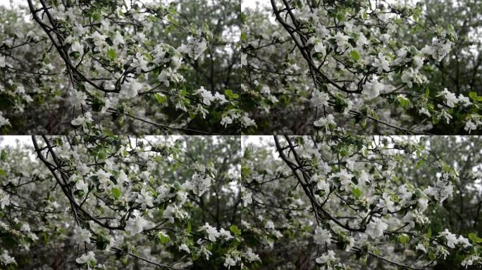春天开花背景抽象的绿色叶子和白色花朵的花卉边界