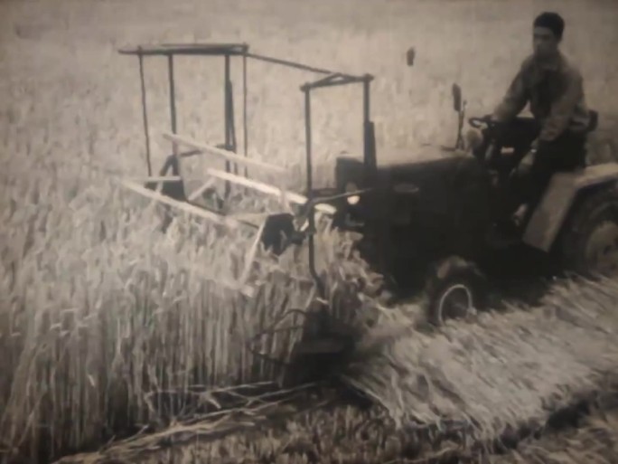 小麦丰收  机械收割 60年代 70年代