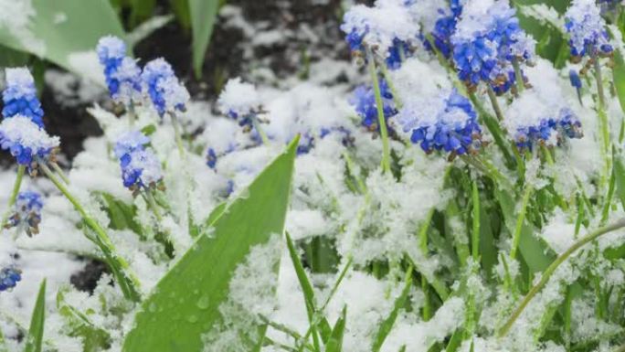 雪覆盖春天的花朵