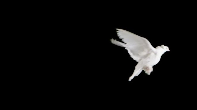 美丽的鸽子与白色羽毛在黑色背景的工作室飞翔。孤立的鸟在空中拍打翅膀。马戏团的鸽子在慢动作中徘徊