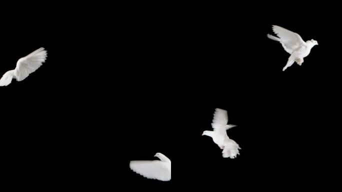 美丽的鸽子与白色羽毛在黑色背景的工作室飞翔。孤立的鸟在空中拍打翅膀。马戏团的鸽子在慢动作中徘徊