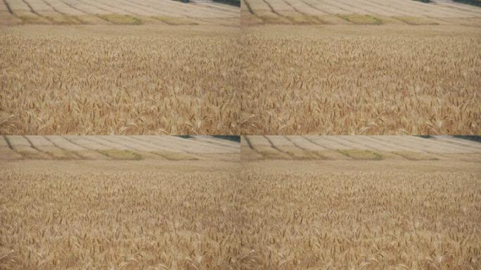田间干黄小麦准备收割