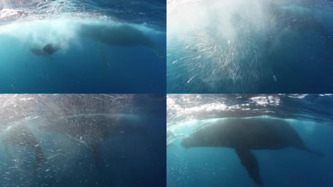 鲸鱼小牛座头鲸和妈妈在水下游泳。