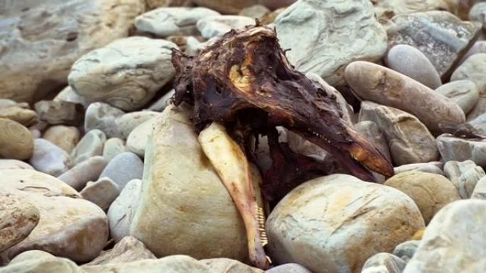 海边的鱼骨架头。海洋把鱼的骨头扔在岩石岸上。海洋动物的遗骸特写。化石鱼类或海洋生物。