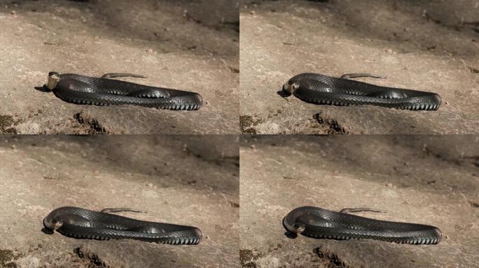 一条黑色的大蛇在岩石上扭动，看着相机，慢动作伸出了舌头。