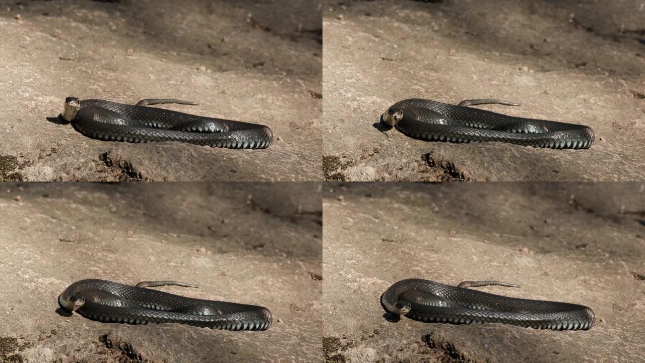 一条黑色的大蛇在岩石上扭动，看着相机，慢动作伸出了舌头。