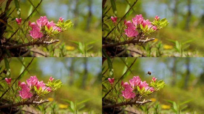 春天盛开的花朵。春天自然背景的美丽杜鹃花。一只嗡嗡作响的蜜蜂正在欣赏可爱的粉红色风景。大黄蜂为杜鹃花