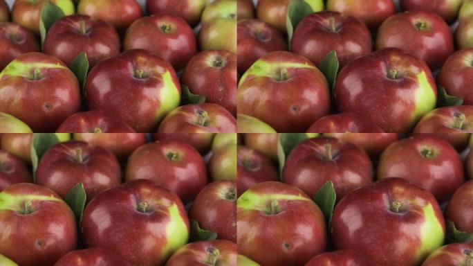 放大一堆成熟的红苹果。水果背景
