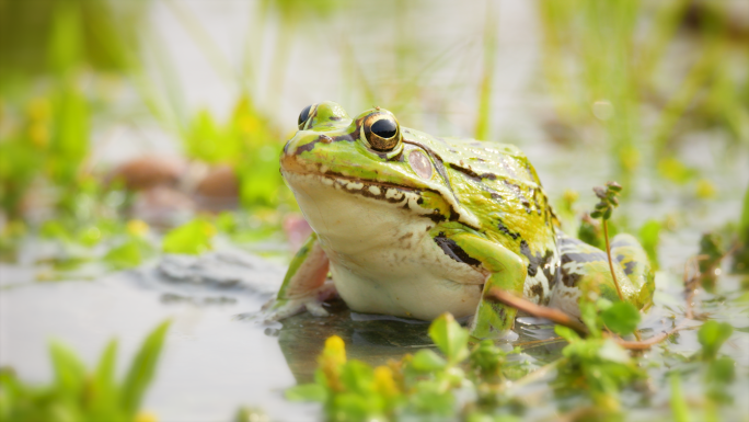 青蛙跳跃弹跳大自然湿地池塘