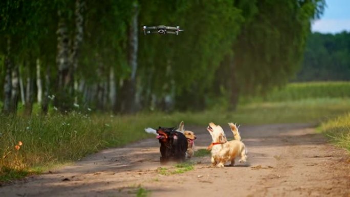 狗跳到无人机上。顽皮的小狗试图抓住无人机