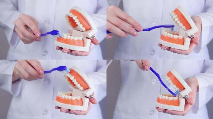 牙医展示了如何在牙齿的正畸模型上正确刷牙。