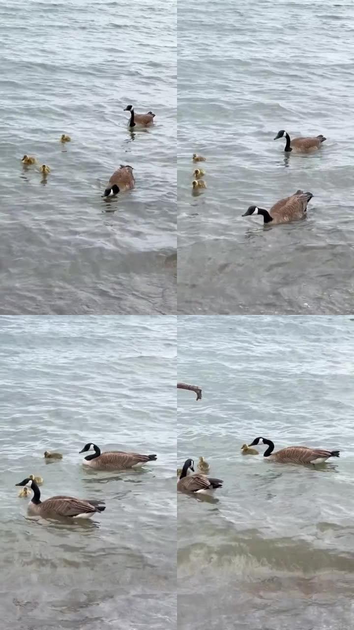 加拿大鹅和婴儿游泳