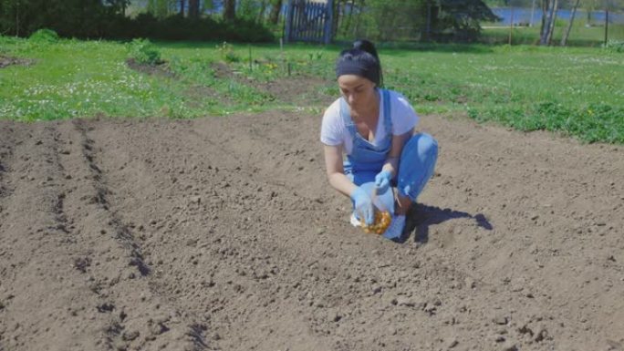 女农夫正在她的花园里种植洋葱幼苗