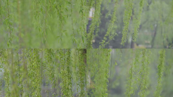 4K湖边杨柳柳条垂柳