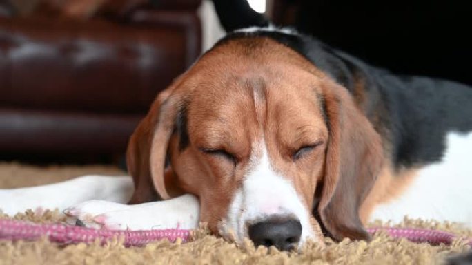 一只三色小猎犬躺在地毯上。