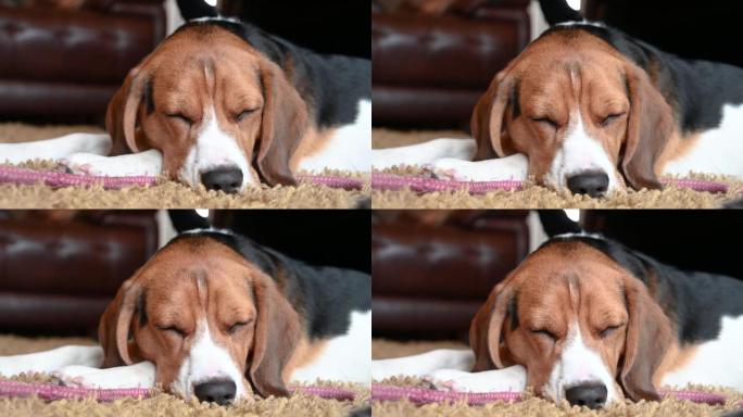 一只三色小猎犬躺在地毯上。