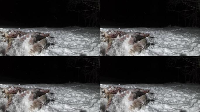 狐狸和夜晚的猎物，白俄罗斯