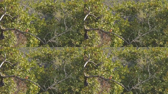 吉姆·科贝特国家公园dhikala区或印度北阿坎德邦老虎保护区的鹳嘴翠鸟或天竺鼠或翠鸟