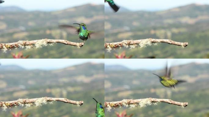 小紫罗兰-Colibri cyanotus-山紫罗兰-耳，金属绿色蜂鸟物种，通常从哥斯达黎加到南美北