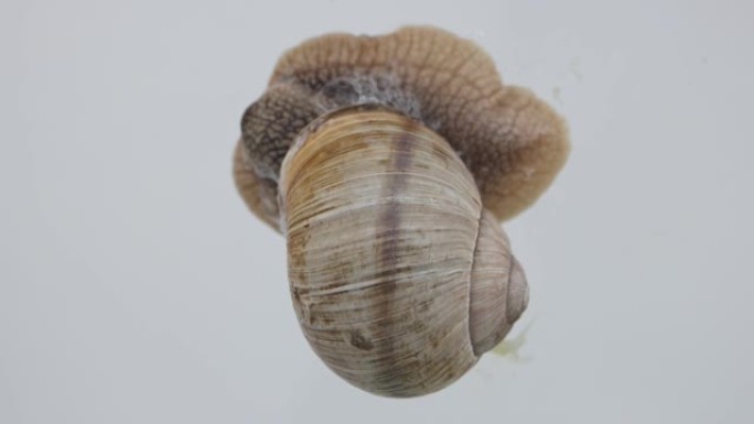 葡萄蜗牛产生泡沫状分泌物观察葡萄蜗牛在家庭玻璃容器中的行为。