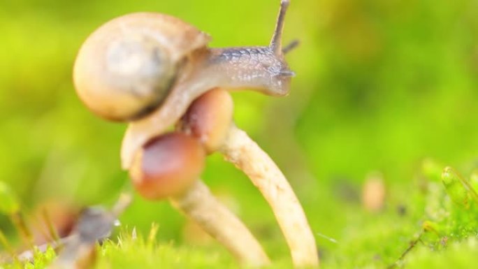 一只蜗牛在雨中爬行在蘑菇上。