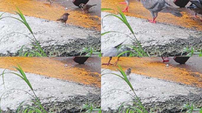 小麻雀和鸽子在街道上行走，找到种子可以吃