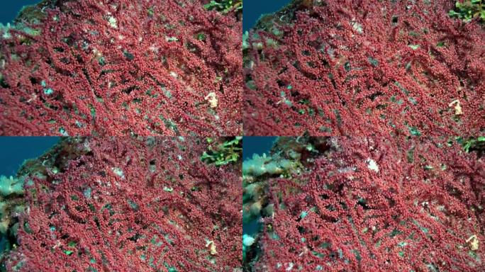 海洋珊瑚礁上五颜六色的软珊瑚丛。