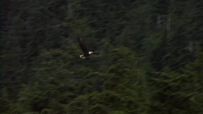 在阿拉斯加的森林上空飞翔的秃鹰。阿拉斯加的野生动物。