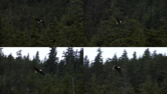 在阿拉斯加的森林上空飞翔的秃鹰。阿拉斯加的野生动物。