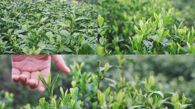 【4K】茶园采摘茶叶红茶绿茶