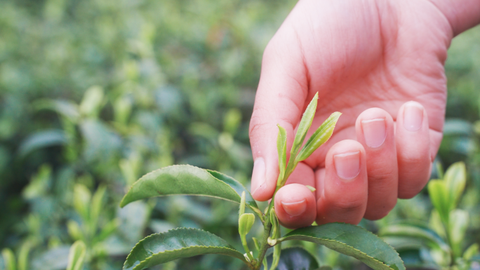 【4K】茶园采摘茶叶红茶绿茶