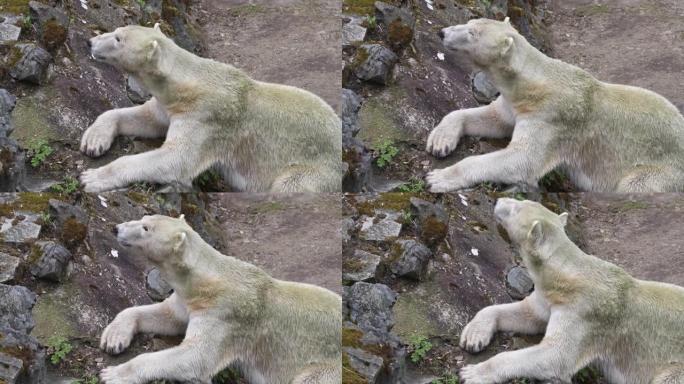 北极熊躺在岩石上