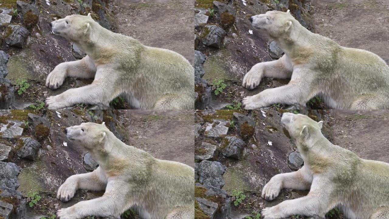 北极熊躺在岩石上