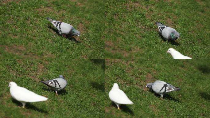 鸽子 一群鸽子 草坪 鸽子吃食 觅食 鸟