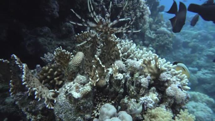 海百合，热带鱼的海洋生物。珊瑚礁。