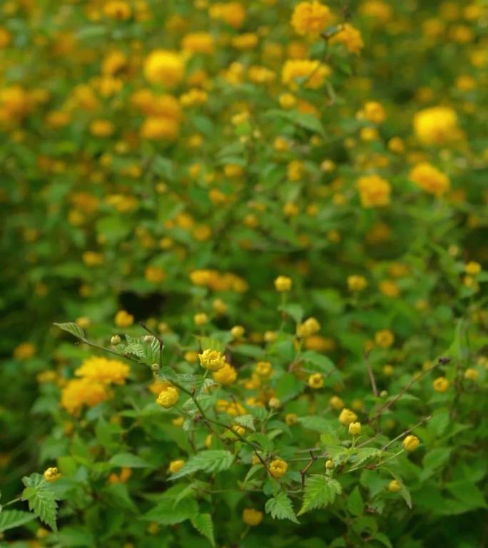 重瓣棣棠花、花园风光