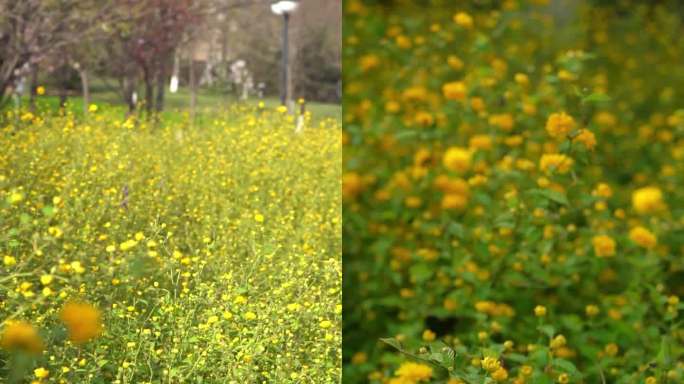 重瓣棣棠花、花园风光