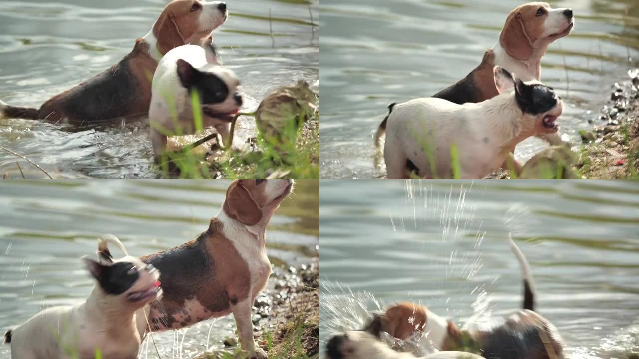 狗游泳小动物狗狗狗玩耍