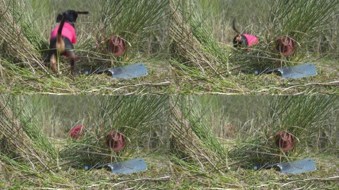 敏捷的腊肠狗探险家用切肉刀穿过茂密的高草丛，留下工具和牛仔帽，跑去迎接冒险。在这个星球上荒废的地方度