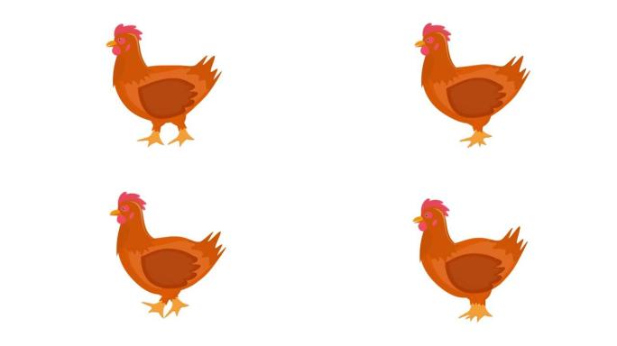 鸡。鸡鸟的动画。卡通