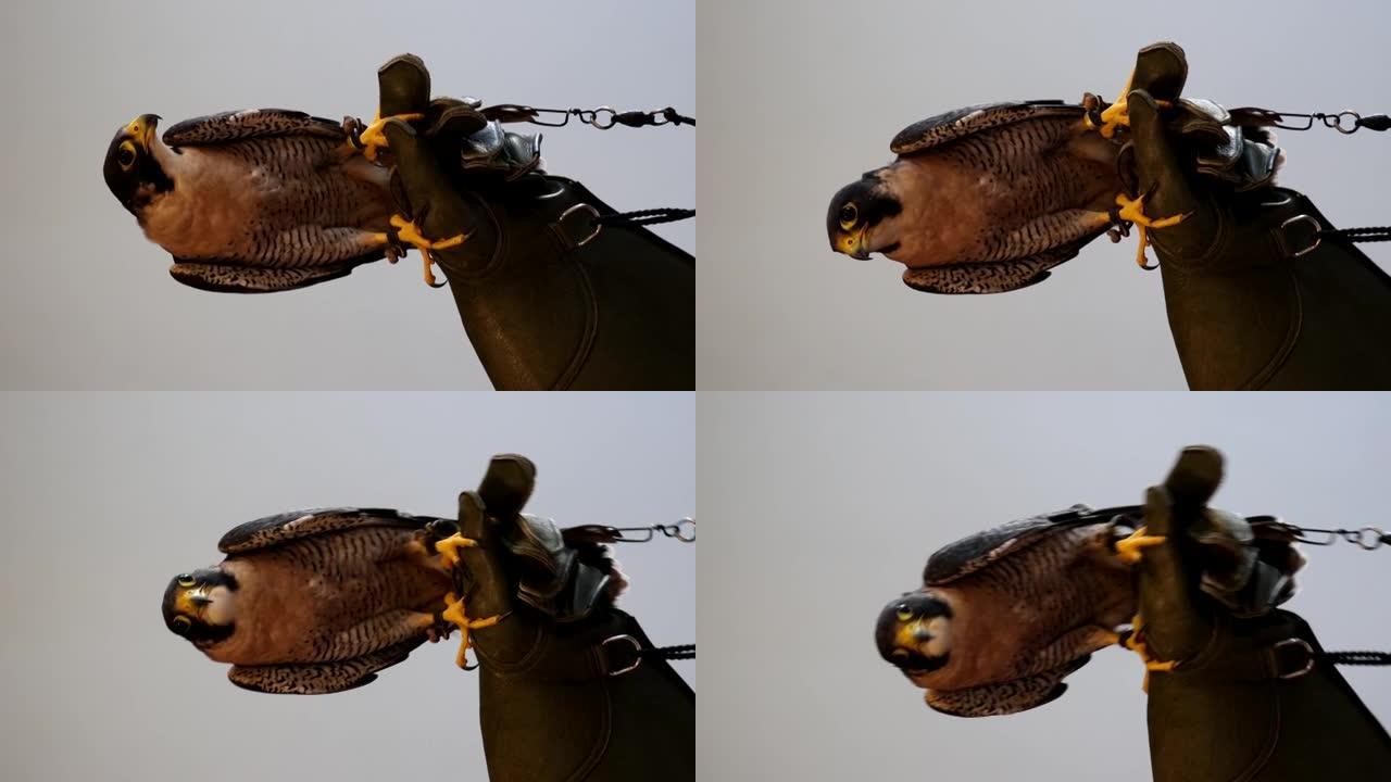 游隼栖息在猎鹰手套垂直视频