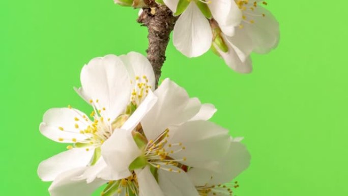 杏仁花盛开在绿色背景下的4k视频中。春天李子开花的视频。
