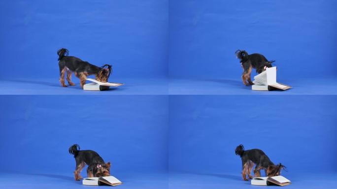 聪明的约克夏梗翻了一本厚厚的书的书页。宠物正在蓝色背景的工作室里看书。慢动作