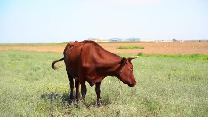 一头棕色的母牛站在绿草丛中，刷掉昆虫