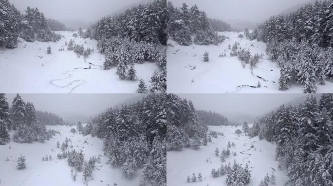 冬季在白雪覆盖的松树林地和蜿蜒的河床上空飞行。在山里滑雪度假。