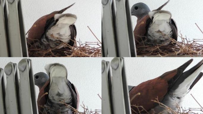 雄性红领鸽子正在铝布架上的巢中孵蛋。
